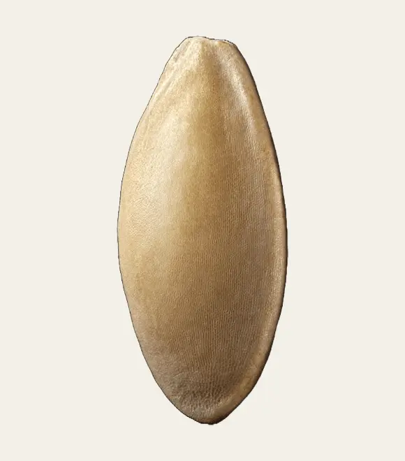 cucumber seed