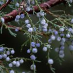 juniper berries and needles