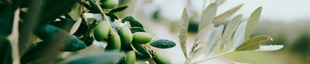 olive oil ingredients