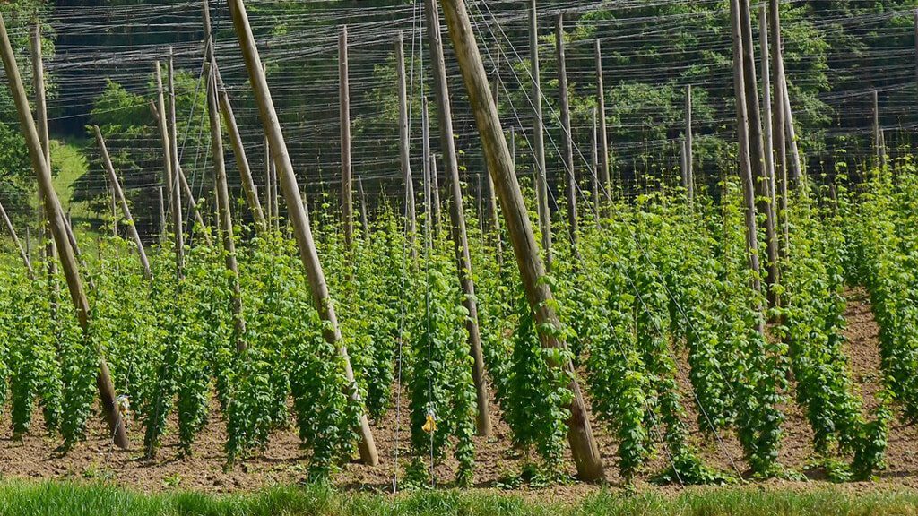 hops suppliers